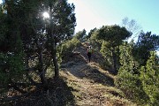 58 In salita al Pizzo Rabbioso tra pini mughi ad alto fusto